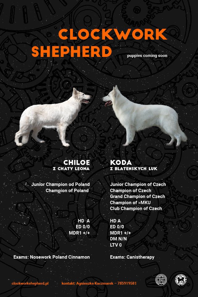 Hodowla Clockwork Shepherd FCI ZKwP szczeniaki miot W Biały owczarek szwajcarski Chiloe z Chaty Leona White swiss shepherd puppies 2