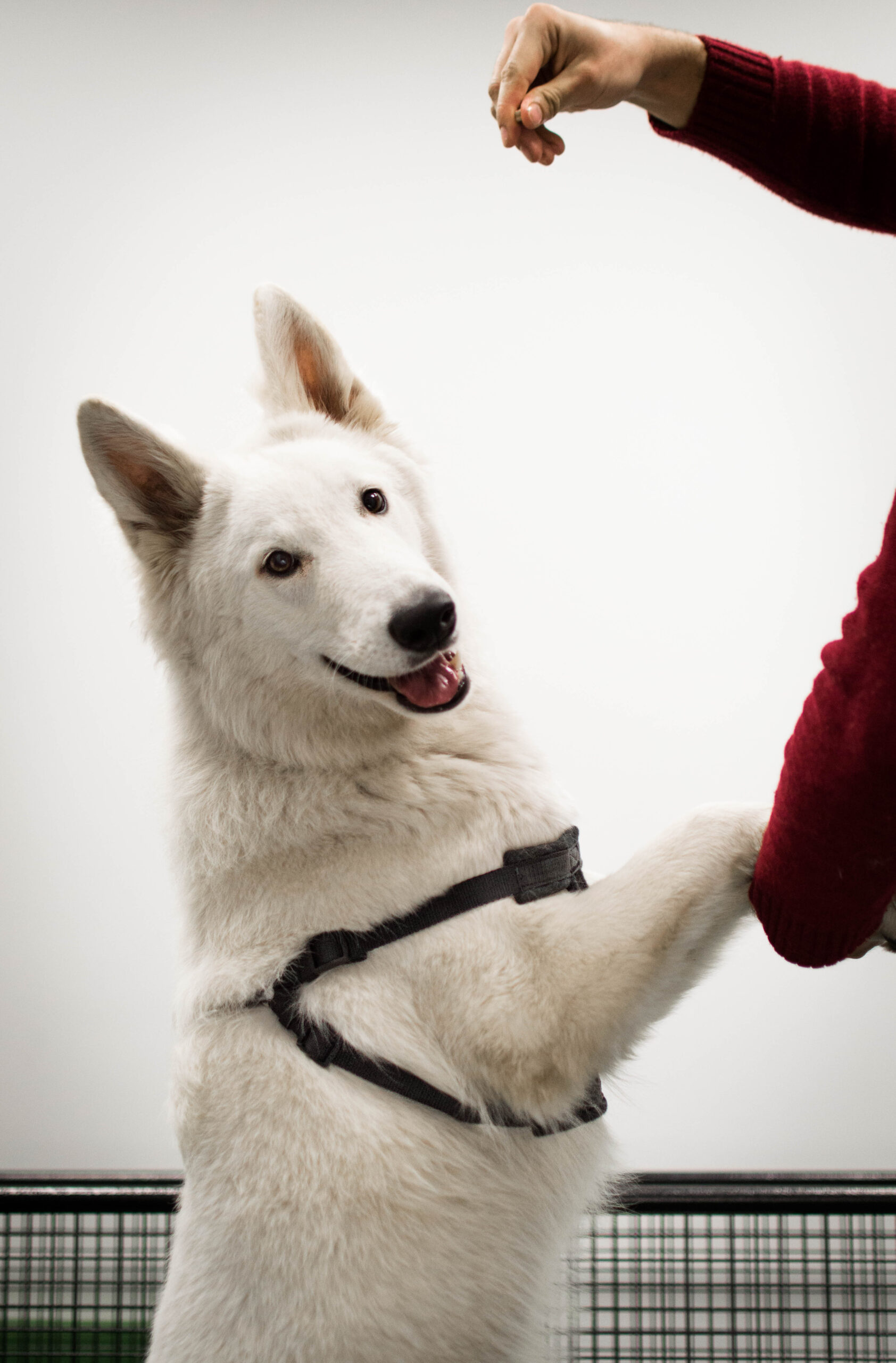 Biały Owczarek Szwajcarski, White Swiss Shepherd Leila Full Moon Pearls Clockwork Shepherd 01 fizjoterapia Anna Cybulska Psia Kość