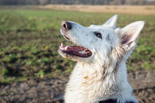 Biały Owczarek Szwajcarski, White Swiss Shepherd Chiloe z Chaty Leona Clockwork Shepherd 01