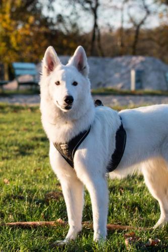 Biały Owczarek Szwajcarski, White Swiss Shepherd Leila Full Moon Pearls Clockwork Shepherd 12