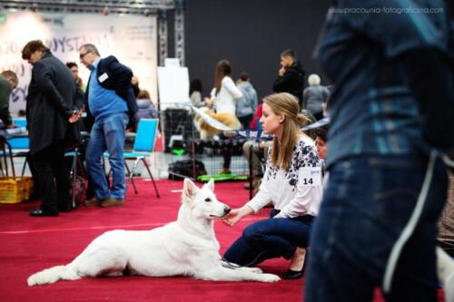 Biały Owczarek Szwajcarski, White Swiss Shepherd  Clockwork Shepherd Wolf