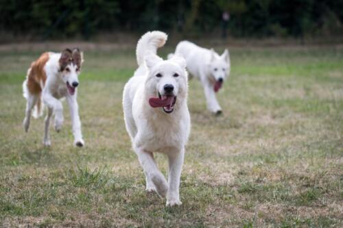 Biały Owczarek Szwajcarski, White Swiss Shepherd borzoj