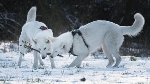 Biały Owczarek Szwajcarski, White Swiss Shepherd Leila Lara Full Moon Pearls Clockwork Shepherd winter white wolf white dog