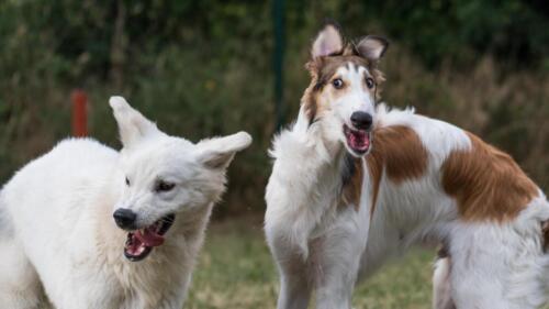 Biały Owczarek Szwajcarski, White Swiss Shepherd borzoj
