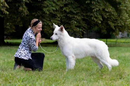 Biały Owczarek Szwajcarski, White Swiss Shepherd  Clockwork Shepherd cumin