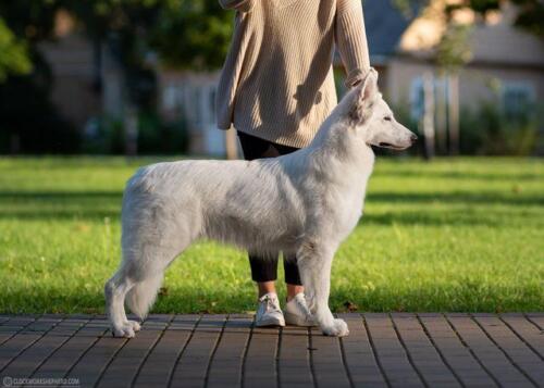 jagoda Biały Owczarek Szwajcarski, White Swiss Shepherd  Clockwork Shepherd druskienniki