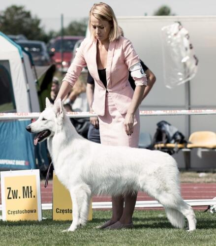 Biały Owczarek Szwajcarski, White Swiss Shepherd junior champion wolf zkwp